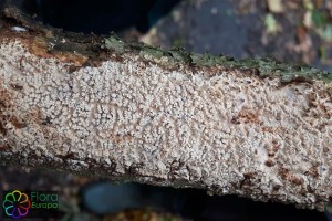 Radulomyces molaris.jpg_product_product